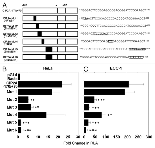 Figure 3. The Ets1 and Elk1 binding sites control transcription of CIP2A. (A) Six different mutants were constructed as explained in Materials and Methods. Mutated binding sites in the CIP2A promoter region are indicated in bold and are underlined. Deletions are indicated in bold, italics, and are underlined. CIP2A Mut1 targeted the binding sites for transcription factor NF-κB, CIP2A Mut2 targeted the binding site for transcription factor Ets1, CIP2A Mut3 was targeted toward the Elk1 binding site, and CIP2A Mut4 targeted the binding site for transcription factor Pax5, while CIP2A Mut5 and CIP2A Mut6 targeted the binding sites for Ets1 and Elk1. (B) HeLa and (C) ECC-1 cells were transfected with a mutant clone or the wild-type promoter (CIP2A -171/+70) and assayed for luciferase activity after 48 h as described in Figure 2. Transfection efficiency was normalized by co-transfection with pRL-TK (Renilla expression vector). The mean ± SD are from three different experiments, each experiment performed in triplicate (***p < 0.001, **p < 0.01, *p < 0.05 with CIP2A −171/+70 compared with the control pGL4 basic vector and the mutant compared with CIP2A −171/+70 wild-type construct).