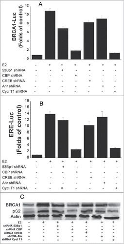 Figure 6. Effect of various co-factors silencing on BRCA1 and pS2 expression. MCF-7 cells were transfected with the shRNAs of the indicated cofactors and treated with E2 w 5 hr before extracting the cells for western blot analysis. The whole cell extracts of the cells were examined for BRACA1 and pS2 expression by western blot analysis with anti BRCA1 and pS2 monoclonal antibodies.