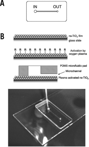 Figure 1. Microfluidic device for miniaturized FISH.(A) Sketch of the microfluidic PDMS pad. The pad has a size of 20 × 10 × 1 mm, and the microchannel is 1 cm long, 300 µm wide, and 50 µm deep. Two wells connect the microchannel with the top surface: an IN well (1.2-mm diameter) for reagent loading and an OUT well (0.7-mm diameter) for aspiration. (B) Complete structure of the FISH device (vertical section view). Glass slides are functionalized with ns-TiO2, then treated with oxygen plasma to increase wettability (R means chemisorbed oxygen radicals); finally, the PDMS microfluidic pad is assembled on the slide, by spontaneous adhesion. An exemplary picture of a FISH device is presented; a 10-µL tip is used for cell loading.