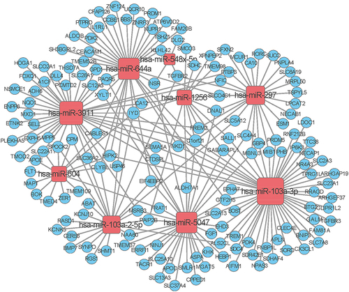 Figure 4 Interaction network of 8 verified DEmiRNAs represented by red and their target DEmRNAs represented by yellow.