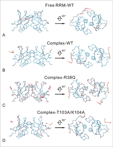 Figure 4. First slowest motion modes of free RRM-WT (A), complex-WT (B), complex-R38Q (C) and complex-T103A/K104A (D) systems. The average structure is depicted with tube model. RRM domain and RNA are colored blue and orange, respectively. The motion modes are shown as cone model and colored red. The length of cone is positively correlated with the motion magnitude, and the orientation of cone indicates the motion direction.