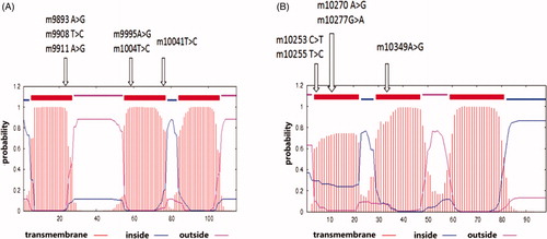 Figure 2. Diagram of the transmembrane structure of the MT-ND3 (A) and MT-ND4L (B) protein predicted using the SMART programme. The arrows indicate that the non-synonymous mutations were present in each of the transmembrane regions.