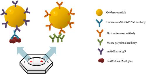 Figure 1 Design concept of the rapid flow-through dot-blot immunoassay (FT-DBA). The gold nanoparticle (AuNP) with antibody conjugated onto the surface can bind to the SARS-CoV-2 antigen. At the same time, the AuNP with goat anti-mouse within the same solution can bind to mouse polyclonal antibody, which is the control dot.