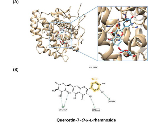 Figure 5. In silico molecular docking with tyrosinase.(a) Computational docking simulation images for tyrosinase with quercetin-7-O-α-L-rhamnoside and kojic acid. The geometry of whole mushroom tyrosinase is shown on the left. The active site of tyrosinase is magnified on the right. The two brown spheres indicate copper ions at the active site. Cyan denotes tyrosine binding sites predicted by Autodock, and magenta and yellow represent kojic acid and quercetin-7-O-α-L-rhamnoside binding sites, respectively, as predicted by Autodock. Amino acids in the cavity are shown as stick models. (b) Possible hydrogen-bonding interactions of compound 5.