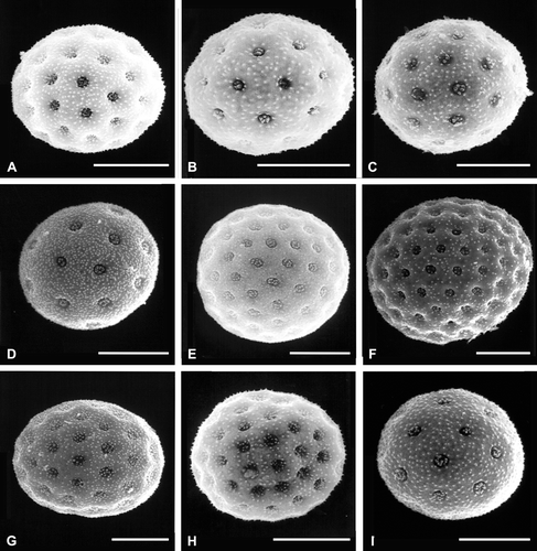 Figure 2 SEM micrographs of pollen grains: A. Atriplex calotheca. B. A. eardleyae. C. A. semibaccata. D. Ceratocarpus arenarius. E. Grayia spinosa. F. Microgynoecium tibeticum. G. Neopreissia isatidea. H. Obione lampa. I. O. pusilla. Scale bar – 10 µm.