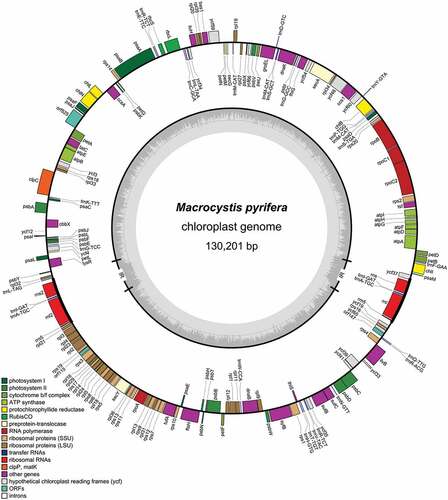 Figure 2. Macrocystis pyrifera chloroplast genome map.