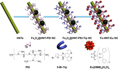 Figure 1 Schematic illustration of the synthesis of Fe-HNT-Eu NC.Abbreviations: 5-Br-Tip, 2-(5-bromothiophen-2-yl)imidazo[4,5-f] [1,10]phenanthroline; DBM, dibenzoylmethane; HNT, halloysite nanotube; NC, nanocomposite; PEI, polyethyleneimine.