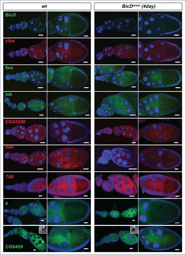 Figure 4. Egl targets are enriched for mRNAs that localize to the oocyte in a BicD dependent manner. 61% of the BicD/Egl targets tested showed accumulation in the oocyte compared to the expected 17% observed in a random set of mRNAs. In situ hybridization to wild-type (OreR) controls and to egg chambers 4 d after turning off BicD expression (BicDmom). Antisense RNA probes for the candidate mRNAs were labeled with green or red fluorescent signals. Almost no BicD mRNA signal is observed when BicD expression is off (green signal, upper-most panels). During early wild-type oogenesis, clos, fwe, lok, CG43340, nos, T48, and a accumulated in the oocyte where they became enriched at the posterior till stage 6. Subsequently the signal appeared at the anterior cortex by stage 7, showing this pattern until mid to late oogenesis (left panels). These mRNAs failed to efficiently accumulate in BicDmom oocytes when BicD was off and the late localization in the oocyte was also severely impaired in BicDmom oocytes (right panels). CG6459 showed expression in the oocyte cytoplasm at all stages. However, in this case the oocyte signal was not enriched compared to its accumulation in nurse cells. A weak BicD dependent concentration of the mRNA at the dorsal side of the oocyte nucleus was observed by stage 8 (arrowhead, and magnified region in inset picture). By stage 9 a more clear presence of a dotted CG6459 signal was observed in the oocyte, but levels did not seem to exceed nurse cell levels. In BicDmom ovarioles big blobs of CG6459 mRNA signal were seen in the nurse cell cytoplasm, suggesting a problem in transport of this mRNA. Hoechst (blue) visualizes the DNA. Scale bars are 20 µm.