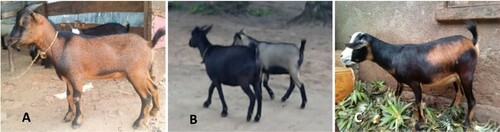 Figure 1. Goats of DR Congo. (A) goat from the alluvial basin, equatorial forest (Tshopo province), (B) goats from the savannah plateau (Kinshasa province) and (C) goat from the high-altitude volcanic mountains (South Kivu province).
