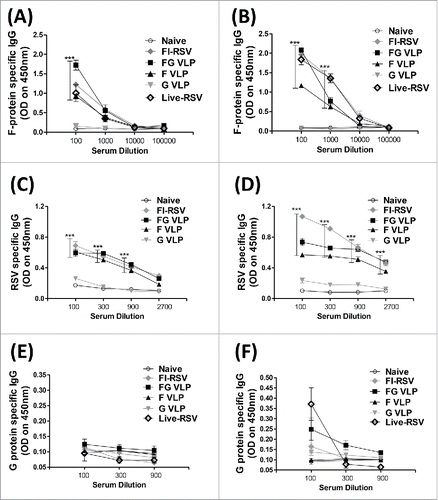 Figure 1. FG VLP is effective in inducing RSV (F)protein-specific antibodies in cotton rats. (A) Prime IgG antibodies specific for RSV F protein. (B) Boost IgG antibodies specific for RSV F protein. (C) Prime IgG antibodies specific for RSV. (D) Boost IgG antibodies specific for RSV. (E) Prime IgG antibodies specific for RSV G protein. (F) Boost IgG antibodies specific for RSV G protein. Cotton rats (n = 5 per group) were immunized i.m. with F VLP, G VLP, mixed F VLP and G VLP (FG VLP), FI-RSV (FI-RSV), intranasally incoculated with live RSV (0.3 × 106 PFU). and PBS (Naïve) on days 0 (prime) and 28 (boost). Serum samples were collected at 3 weeks after prime or boost immunization and RSV-specific antibody levels were measured by ELISA. Results are presented as mean ± SEM and statistical significance was performed by one-way ANOVA with Tukey's multiple comparisons post-test in Graph Pad Prism. *** p < 0.001; compared with Naïve group.