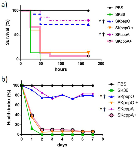 Figure 4. Contribution of pepO and cppA to S. sanguinis virulence. Galleria mellonella larvae were infected with the S. sanguinis strains SK36, mutants of pepO (SKpepO) and cppA (SKcppA), and the respective complemented strains (+). Larvae inoculated with PBS were used as negative controls. a) Kaplan–Meier survival curves. Percents of larvae survival were compared between the mutant strains with SK36 (indicated by asterisks) or with the respective complemented mutant (indicated by crosses) at p < 0.001 (log rank test). b) Curves of health index scores of larvae infected with S. sanguinis strains or with PBS (negative control). Significant increases in health index scores were observed in larvae infected with SKpepO or SKcppA in relation to SK36 (indicated by asterisks) or to the respective complemented mutant (indicated by crosses) (Unpaired t test; p < 0.001).