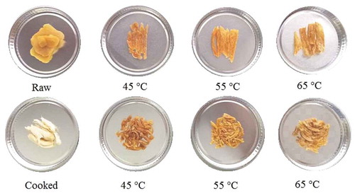 Figure 7. Samples of raw and cooked chicken breast at different dehydration temperatures in forced convective dehydrator.Figura 7. Muestras de pechuga de pollo cruda y cocida a diferentes temperaturas de deshidratación en deshidratador de convección forzada.