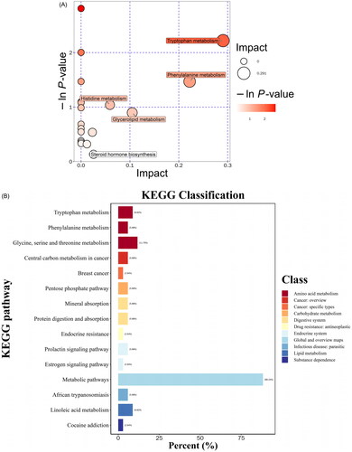 Figure 5. Metabolite pathway analysis. (A) Pathway analysis of serum samples from CUMS rats. (B) KEGG pathway classification.