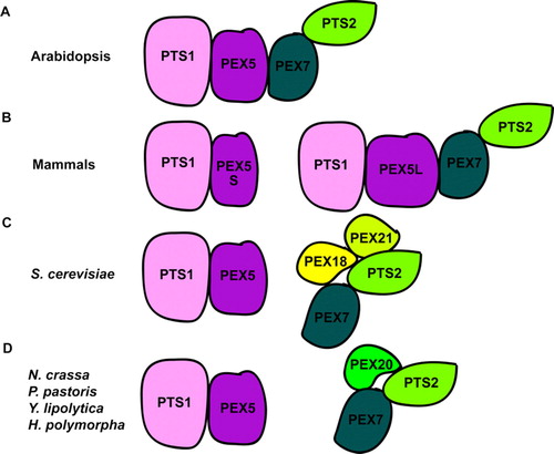 Figure 1.  PTS1 and PTS2 receptor recognition in various organisms. (A) In Arabidopsis PEX5 is required for both PTS1 and PTS2 mediated import. (B) In mammals two splice variants of PEX5 exist, a short isoform, PEX5S and a long isoform, PEX5L. PEX5L is required with PEX7 for PTS2 mediated import. Note: Both PEX5L and PEX5S function as the PTS1 receptor. (C) In S. cerevisiae the co-receptors PEX18 and PEX21 function with PEX7 for PTS2 import. (D) In N. crassa, P. pastoris, Y. lipolytica and H. polymorpha the co-receptor PEX20 functions with PEX7 for PTS2 import. PEX5 is not involved in PTS2 mediated import in yeast. In addition to receptor recognition, molecular chaperones may be required during import. These include members of the Hsp70-family Citation[115], Citation[116] and DnaJ-like proteins Citation[117], although the exact role of these chaperones remains to be determined. This Figure is reproduced in colour in Molecular Membrane Biology online.