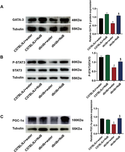 Figure 7 NaB acted on ILC2s to induce slow muscle fiber generation through the IL-13/STAT3 pathway. (A) Protein expression of GATA-3 in the gastrocnemius of mice in the 4 groups and the histogram showed the grayscale value ratio. (B) Protein expression of P-STAT3 and STAT3 in the gastrocnemius of mice in the 4 groups and the histogram showed the grayscale value ratio of P-STAT3/STAT3. (C) Protein expression of PGC-1α in the gastrocnemius of mice in the 4 groups and the histogram showed the grayscale value ratio. Data are expressed as mean ± SEM (n = 6 in each group). *P < 0.05 vs C57BL/6J+water group; $P < 0.05 vs db/db+water group.