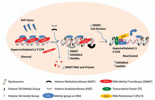 Figure 7 Proposed model for epigenetic crosstalk in the regulation of L1 expression. Early events in L1 expression involve histone modifications with enrichment for H3K4Me3 and H3K9Ac which are hallmarks of active gene expression. At this phase we observe reduced DNMT RNA and protein levels probably due to degradation. As cells divide with reduced levels of DNA methyltransferase, L1 promoter becomes hypomethylated.