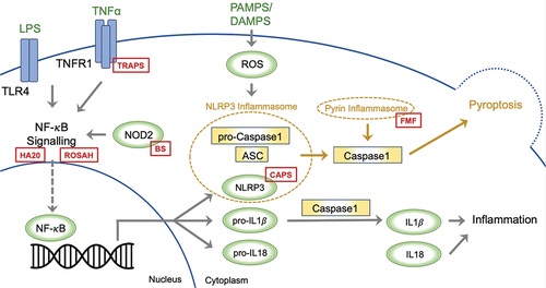 Figure 1. A two-step model has been proposed to explain the initiation of NLRP3 inflammasome activation. The first step entails system priming through the NF-κB signalling pathway, promoting the transcription of NLRP3, pro-IL-1β, and pro-IL-18. In the second step, the inflammasome activates upon the recognition of PAMPS or DAMPS. NLRP3 associates with the adaptor protein ASC, prompting the recruitment of procaspase-1, which leads to caspase-1 self-cleaving activation. The ensuing inflammatory response significantly hinges on caspase-1, facilitating the conversion of inactive pro-IL-1β and pro-IL-18 into active IL-1β and IL-18. Caspase activation also triggers pyroptosis; a specific form of programmed cell death. The red boxes depict the sites within inflammasome activation, where pathogenic variants drive the development of monogenic autoinflammatory syndromes; ASC: Apoptosis-Associated Speck-Like Protein, BS: Blau Syndrome, CAPS: Cryopyrin-Associated Periodic Syndromes, DAMPs: Damage-Associated Molecular Patterns, FMF: Familial Mediterranean Fever, HA20: Haploinsufficiency A20, IL: Interleukin, LPS: Lipopolysaccharide. NLRP3: nucleotide-binding leucine-rich repeat-containing receptor 3, NOD2: Nucleotide-Binding Oligomerisation Domain-Containing Protein 2, NF-κB: Nuclear Factor Kappa B, PAMPs: Pathogen-Associated Molecular Patterns, ROSAH: Retinal dystrophy, Optic nerve oedema, Splenomegaly, Anhidrosis, and Headache Syndrome, TLR4: Toll-Like Receptor 4, TNFα: Tumour Necrosis Factor Alpha, TNFR1: Tumour Necrosis Factor Receptor 1, TRAPS: Tumour Necrosis Factor Receptor-Associated Periodic Syndrome.