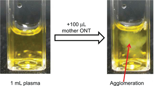 Figure S2 Agglomeration of mother ONT in mouse plasma.Abbreviation: ONT, organic nanotube.