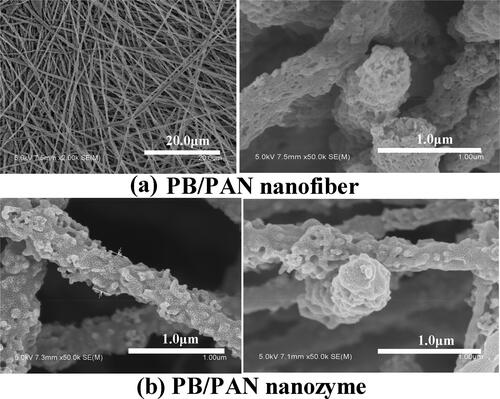 Figure 2. The morphology of PB/PAN nanofiber and nanozyme.