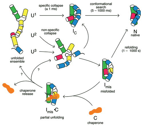 Figure 1 RNA folding pathways and refolding by chaperones. In the absence of chaperones (top), the initial collapse transition produces an ensemble of compact intermediates (IC) that rearrange to the native structure (N). Because the unfolded RNA contains a mixture of structures, including non-native base pairs (yellow), different subpopulations (U1, U2, U3) fold through different pathways (reviewed in ref. Citation134). Non-specific collapse transitions lead to kinetically trapped misfolded intermediates (Imis). Chaperone proteins (C) bind and destabilize RNA folding intermediates, releasing partially unfolded RNAs that can fold again. The structure of the RNA immediately after chaperone release is unknown (question marks).