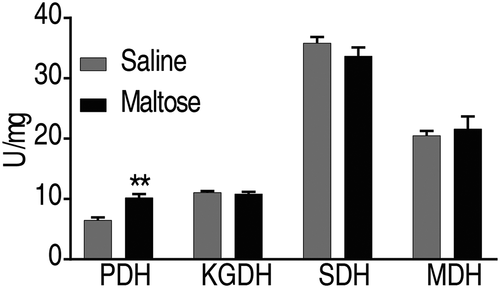 Figure 7. Maltose does not promote the activity of TCA cycle.