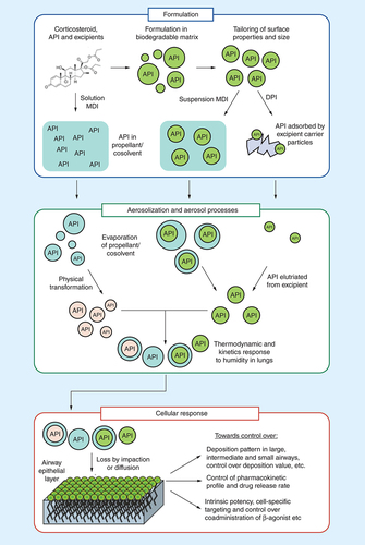 Figure 1. Aerosols can be formulated for a number of delivery modalities including metered dose inhalers and dry powder inhalers, producing solutions, suspensions or dry powders.The outcome of the therapy can be dependent on the formulation. Aerosolization and aerosol processing are key intermediate steps that are often ignored when considering the delivery of drugs to the lungs but result in rapid changes in particle size, phase, morphology and composition, thereby affecting deposition pattern, disposition and, possibly, clinical efficacy.