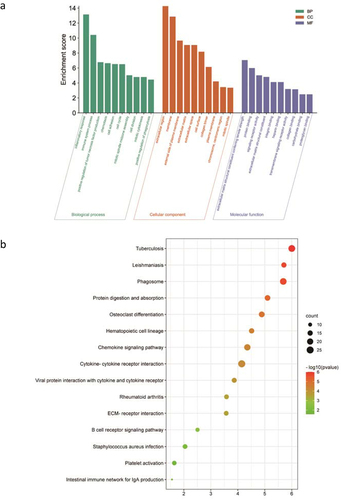 Figure 4. GO and KEGG analysis for the up-regulated ODEGs. (a) GO analysis for the up-regulated ODEGs: biological process (BP), cellular component (CC) and molecular function (MF); (b) KEGG analysis for the up-regulated ODEGs. FDR < 0.05 was considered significant.