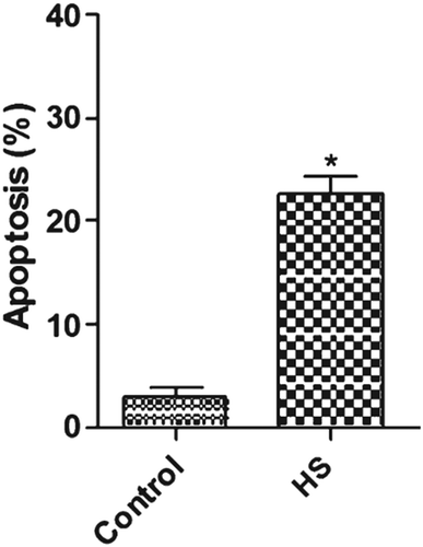 Figure 7. Effect of heat stress (HS) on the apoptosis ratio of rat intestinal epithelial cell line (IEC-6) cells. Data are reported as means ± SD, n = 6. *P < 0.01 vs control. Adapted from [Citation25]