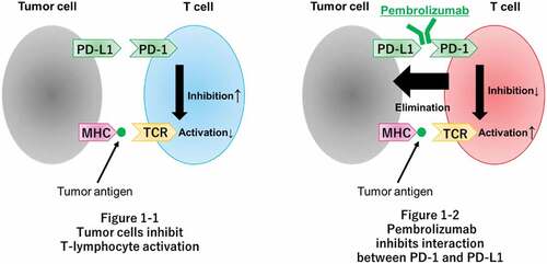 Figure 1. Mechanism of action of pembrolizumab. MHC, major histocompatibility complex; PD-1, programmed cell death-1; PD-L1, programmed cell death ligand-1; TCR, T-cell receptor.