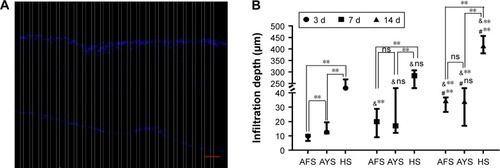 Figure 9 The infiltration depth of BMSCs in different scaffolds.Notes: Infiltration depth was performed by overlaying an array of columns as depicted in (A) on the DAPI-stained section images of the different scaffolds. The deepest cell localization in each column was recorded and averaged for every sample group. The result is shown in (B). When compared with AFS, significant differences were observed in the infiltration depth of AYS and HS at each time point. The bar in (A) represents 50 μm. **P<0.01, a statistically significant difference between groups; ns, no significant difference between the two groups; &Comparison of infiltration depth between day 7, 14 and day 3; #Comparison of infiltration depth between day 7 and day 14.Abbreviations: AFS, aligned nanofiber scaffolds; AYS, aligned nanoyarn scaffolds; BMSCs, bone marrow-derived mesenchymal stem cells; DAPI, 4′,6-diamidino-2-phenylindole; HS, hybrid scaffold.