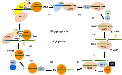 Figure 2 Ping-pong amplification loop of piRNAs. In the secondary pathway, piRNAs form piRNA–AGO3 or piRNA–AUB complexes provide substrate for each other. (A) AGO3 associates with a sense piRNA to produce piRNA intermediates with 5ʹU, which are loaded into AUB with the help of Spn-E and QIN. (B) piRNA intermediate cleaved by Zuc or trimming results in 3ʹ-end formation of AUB–piRNAs in the process of maturation of piRNAs. (C) The enzyme Hen1 mediates the methylation of the 3ʹ end of the AUB–piRNAs. (D) Mature piRNA–AUB complexes undergo sDMA modifications. (E) sDMA-piRNA–AUB is recruited by Krimper, which also interacts with unloaded AGO3. (F) Subsequent to piRNA–AUB-dependent detection and slicing of transposon RNAs, the 3ʹ-cleavage product is loaded into AGO3 with the help of Vasa. (G) piRNA–AGO3 complexes reach their final length through trimming or Zuc. (H) Hen1 mediates the methylation of the 3ʹ end of the AGO-bound piRNAs. (I) Mature piRNA–AGO3 complexes undergo sDMA modifications. (J) piRNA–AGO3 complexes cleave cluster transcripts to start another cycle.Abbreviations: AGO3, Argonaute-3; AUB, Aubergine; piRNA, PIWI-interacting RNA; sDMA, symmetric dimethyl-arginine; Spn-E, spindle-E; 5′U, 5′-uridine; Zuc, Zucchini.