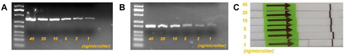 Figure 5 (A) RPA agarose gel electrophoresis with template concentrations of 40, 20, 10, 5, 2, and 1 ng/microliter, respectively. (B) PCR agarose gel electrophoresis with template concentrations of 40, 20, 10, 5, 2, and 1 ng/microliter, respectively. (C) The results of the strips are shown after cleavage by the CRISPR-Cas12a system and correspond to Figure A in sequence from top to bottom.