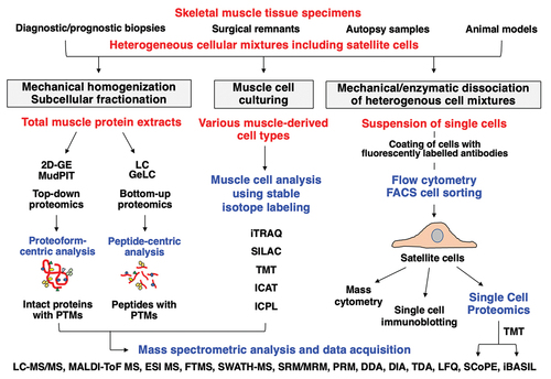 Figure 3. Proteomic profiling strategy to study skeletal muscles with a special focus on the muscle stem cell niche. Shown is the analytical workflow to study total muscle protein extracts from tissue sources, muscle-derived cell types following culturing and single-cell analysis with the help of flow cytometric sorting and separation. Frequently used methods for mass spectrometry-based protein identification and data acquisition, muscle cell analysis using stable isotope labeling and single-cell proteomics are listed. 2D-GE, two-dimensional gel electrophoresis; DDA, data-dependent acquisition; DIA, data-independent acquisition; ESI, electrospray ionization; FACS, fluorescence-activated cell sorting; FT, Fourier-transform ion cyclotron resonance; GeLC, gel electrophoresis-liquid chromatography; iBASIL, Improved Boosting to Amplify Signal with Isobaric Labeling; ICAT, isotope-coded affinity tags; ICPL, isotope-coded protein labeling; iTRAQ, isobaric tagging for relative and absolute quantitation; LC, liquid chromatography; LFQ, label-free quantification; MALDI-ToF, matrix-assisted laser desorption/ionization time-of-flight; MS, mass spectrometry; MudPIT; multi-dimensional protein identification technology; PRM, parallel reaction monitoring; PTMs, post-translational modifications; SCoPE, Single Cell ProtEomics by Mass Spectrometry; SILAC, stable isotope labeling by amino acids in cell culture; SRM/MRM, selected/multiple reaction monitoring; SWATH, Sequential Window Acquisition of all Theoretical Mass Spectra; TDA, targeted data acquisition; TMT, tandem mass tags.