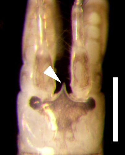 Figure 6. Rostrum of Monocorphium insidiosum, specimen collected in the Mar del Plata port. Scale bar: 0.05 mm.