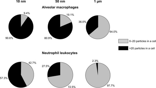 Figure 4 Percentage of phagocytic cells with different levels of particle burden in the bronchoalveolar lavage fluid of rats 24 hours after the intratracheal instillation of Fe3O4 particles having different diameters.