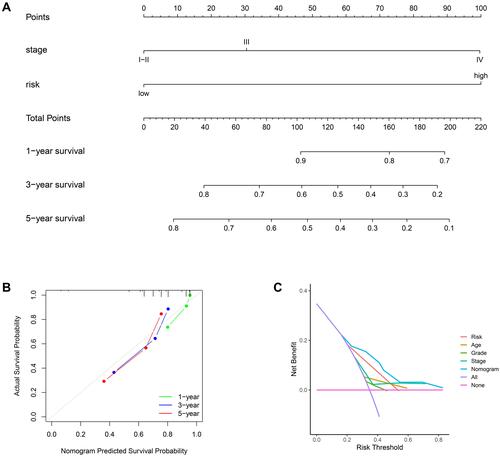 Figure 7 Construction and evaluation of the prognostic nomogram in the TCGA cohort. (A) The nomogram was built based on two independent prognostic factors for predicting the probability of the 1-, 3-, and 5-year OS. (B) The calibration plot for evaluating the predictive ability of the nomogram at 1-, 3-, and 5-year. (C) DCA of the Nomogram model.