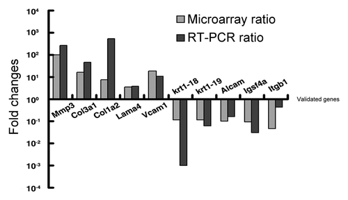 Figure 5. Validation of 10 candidate genes by real time PCR. Fold induction or repression of 10 genes associated with cell migration and invasion of Gadd45a+/+ cell, as compared with Gadd45a−/− cell. The gray bars indicate the fold changes in microarray analysis; the black bars indicate the fold changes in real-time PCR validation. The ratios are normalized by logarithm.