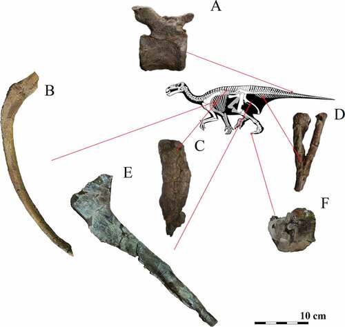 Figure 6. Partial skeleton CPGP.02.07.1 provisionally referred to Ornithopoda indet. Representation of some of the material already restored (A - one of the four caudal vertebrae, B - dorsal rib, C - neural spine, D - haemal arch, E – ischium, F – phalanx) and its localization on an ornithopod skeleton