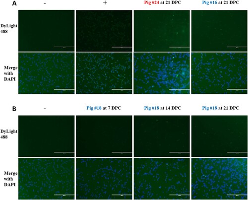 Figure 6. Detection of MPXV-specific antibodies using Protein A. Vero E6 cells were infected with MPXV at a MOI of 1 and incubated for 48 hours before fixation with 80% acetone. Pig sera were diluted in PBS with 1% BSA and added to fixed wells. Biotinylated Protein A conjugated to streptavidin-DyLight488 was used to stain wells, and wells were visualized at 10x magnification using an EVOS fluorescence microscope. Scale bars represent 400 µm. (A) Representative images of stained cells. Naïve serum collected at -1 DPC was used as a negative control, and a rabbit anti-vaccinia polyclonal antibody was used as a positive control. (B) Images from sentinel pig #18, collected at each indicated timepoint.