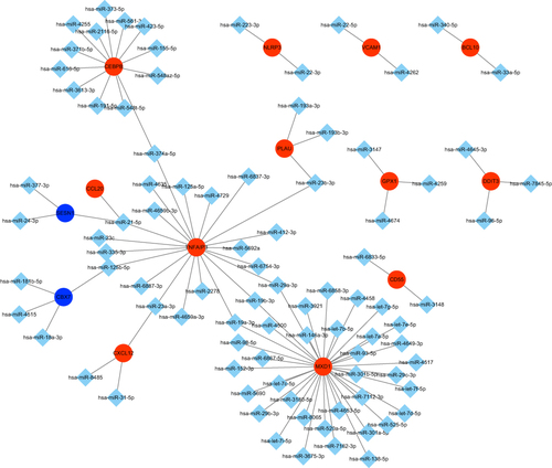 Figure 6 miRNA-mRNA regulatory network of ICH-specific aging-related genes. The target prediction of each miRNA was conducted using miRDB, TargetScan, and miRTarBase databases. Red nodes present the up-regulated genes. Blue nodes represent the down-regulated genes.