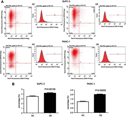 Figure 4 Effect of miR-193a-3p overexpression on the apoptosis of PDAC cells. (A) The result of detecting apoptosis after the overexpression of miR-193a-3p. (B) Apoptosis rates of the two cell lines in the experimental groups were compared with those in the negative control groups.Abbreviations: NC, negative control; OE, the overexpression of miR-193a-3p.