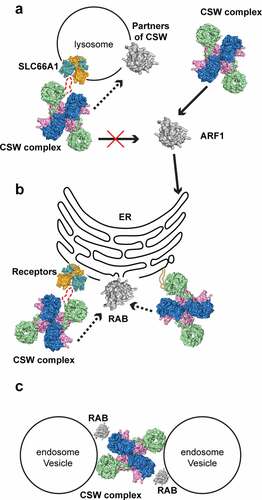 Figure 10. The proposed function models of the C9orf72-SMCR8-WDR41 complex.