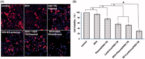 Figure 1. Therapeutic effect on hepatocellular cancer cells. (A) Confocal microscopy shows a decreased numbers of cells in the group with combination therapy of RFH plus HSV-TK/plasmid and HSV-TK/lentivirus, compared with the control, RFH alone and gene alone groups. (B) MTS assay was performed for six samples of each cell group, which demonstrated the lowest cell proliferation in the combination therapy group with RFH plus HSV-TK/lentivirus compared with those in other five groups (*p < .05).