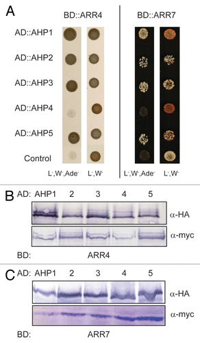 Figure 4. ARR4 interacts with a set of AHP proteins in yeast-two-hybrid assays. (A) Yeast-two-hybrid assay with yeast cells co-expressing BD::ARR4 or BD::ARR7 (ARR4 or ARR7 protein fused to the BD domain of the Gal4 DNA) and the indicated AD::AHP (AHP1 to 5 proteins fused to the AD domain of the Gal4 DNA) fusion proteins. They were incubated for 4 d at 28°C on either vector selective (L-, W-) or interaction selective media (L-, W-, Ade-) (B) Western-blot analysis using crude extracts from transformed yeast cells co-expressing the indicated AD::AHP (AHP1 to 5) and BD::ARR4 (B) or BD::ARR7 (C) fusion proteins. The AD::AHP (upper panel) and the BD::ARR4 or BD::ARR7 (lower panels) fusions were detected with a HA- and c-myc-specific antibody respectively.