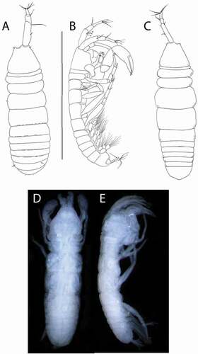 Figure 22. Pseudotanais barnesi sp. nov., juvenile male, (a), dorsal; (b), lateral; holotype female, (c, d), dorsal; €, lateral. Scale line = 0.1 mm