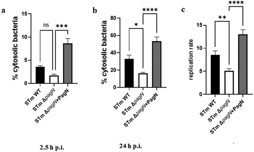 Figure 5. PagN leads to the cytosolic presence of Salmonella. CHO cells were infected (black bars) with STm WT or (empty bars) with STm ∆pagN strain or (grey bars) with STm ∆pagN + PagN complemented (pSUP202 pagN) at 37 °C for 1 h at MOI 10:1, (a) followed by the addition of gentamicin (100 μg/mL) added to chloroquine (400 µM) for 1.5 h or (b) followed by a further 21.5 h with gentamicin (10 µg/mL) added to chloroquine (400 µM) 1 h before the end of experiment. The percentage of cytosolic bacteria (a) at 2.5 h p.i. And (b) at 24 h p.i. and (c) the replication rate has been calculated as described in Methods. Data show mean values ± SEM acquired from three independent experiments with three infected wells per experiment. (****p < 0.0001, ***p < 0.001, **p < 0.01, *p < 0.05, ns: non-significant).