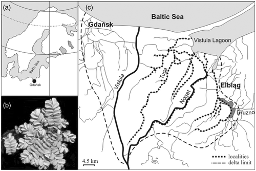Figure 1. Location of the study area (•) in the Baltic Sea Region (A), Salvinia natans (B) and outline of the Vistula Delta (C).