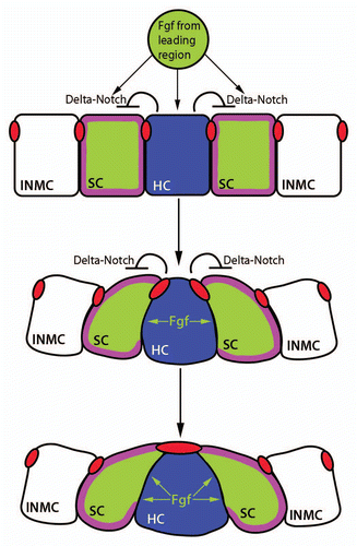 Figure 3 Hypothetical mechanism of apical constriction in forming proneuromasts. Fgf signals emanating from the leading region stimulate the expression of fgf and delta ligands. This expression is restricted to centrally located hair cell progenitors (HC, blue) by Delta-Notch mediated lateral inhibition. Fgf signals from the central hair cell progenitor could potentially interact with Fgf receptors in support cell progenitors (SC, green) leading to the depletion of cortical actin filaments (purple) and radial apical constriction. Apical adherens junction proteins such as ZO-1 and β-catenin (red) accumulate at the center of the forming proneuromast. The forming proneuromast is surrounded by interneuromast cell progenitors (INMC, white) that are outside the range of central cell fgf ligand and therefore do not apically constrict (adapted with permission from Hava et al.Citation32).