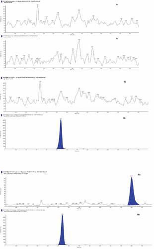 Figure 4. Representative of MRM ion-chromatograms of galantamine (a) and carbamazepine IS (b) (I) human blank plasma, (II) human blank plasma spiked with 300 ng/mL IS, (III) human blank plasma spiked with 0.39 ng/mL galantamine (at LLOQ level) and 300 ng/mL IS.