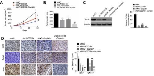 Figure 6 LINC00184 silencing suppressed OC cell growth and cisplatin resistance in vivo. (A) Volume ofxenograft tumors in nude mice. (B) Weight of xenograft tumors in nude mice. (C) Western blot was used to research CNTN1 protein expression in xenograft tumors. (D) Immunohistochemistry and TUNEL experiments for xenograft tumors in nude mice (magnification: 200×). **p<0.01 compared with the shNC group. ##p<0.01 compared with the shNC + cisplatin group. All experiments were performed in triplicate.